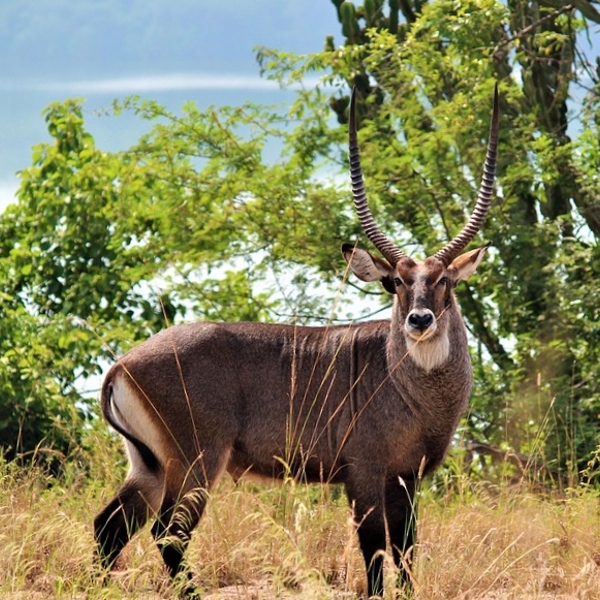 Rejser til Ugandas nationalparker