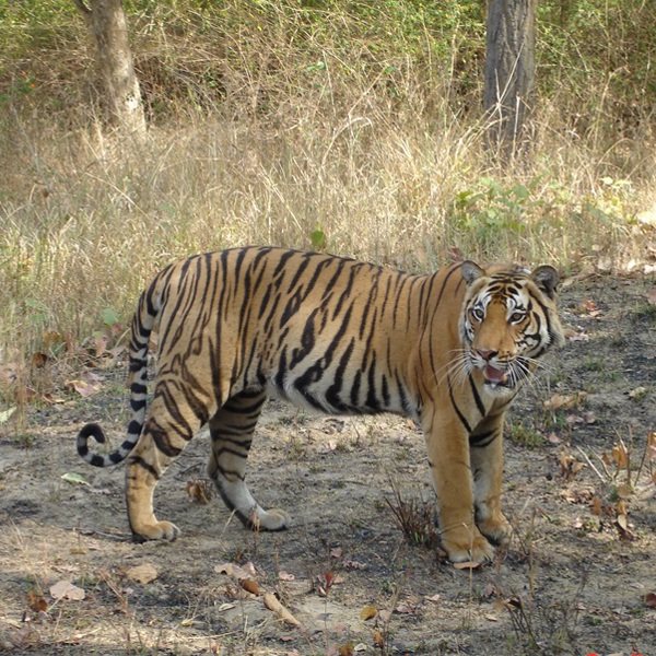 rejser til indiens nationalparker