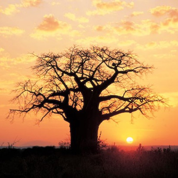 Baobab, Tanzania