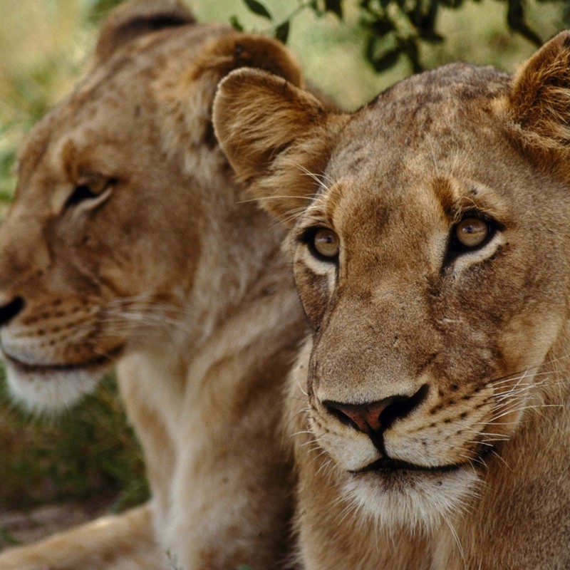 Rejser til Sydafrika