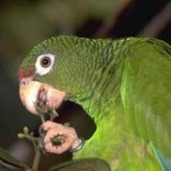 san diego de los banos papegøje