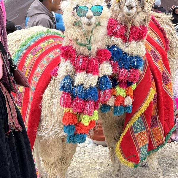 To alpakaer klædt ud ved Rainbow Mountain i Peru