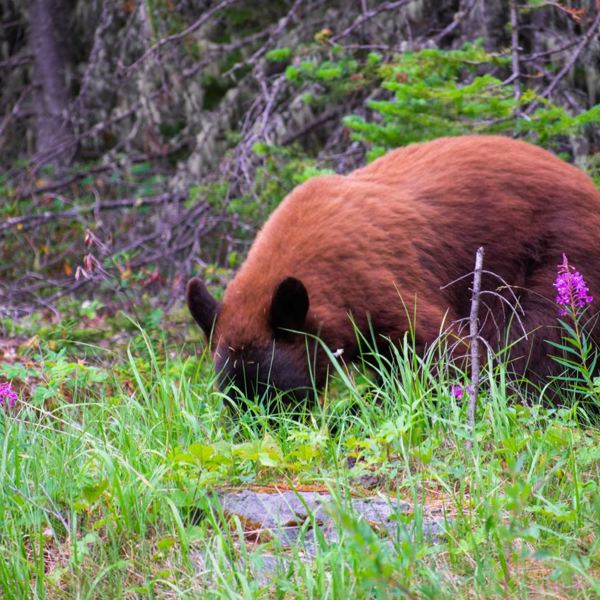 Jasper National Park Bear
