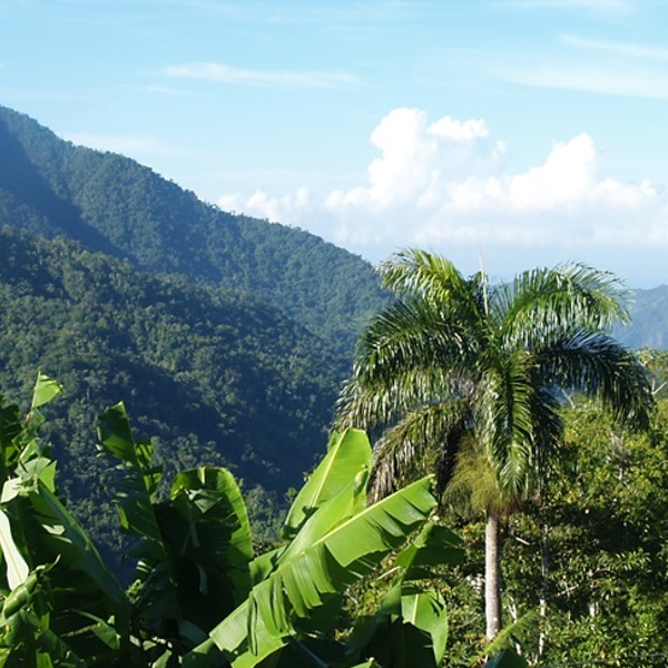 Grøn natur og blå himmel på rejser til Cuba