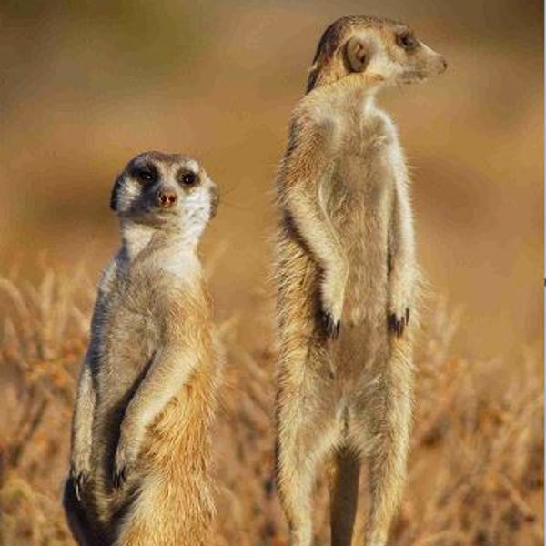 Dyr i Makgadikgadi Pans