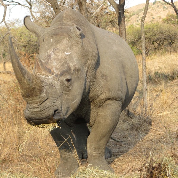 Næsehorn, Sydafrika