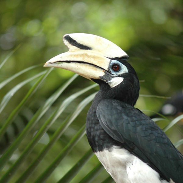 Hornbill, Borneo