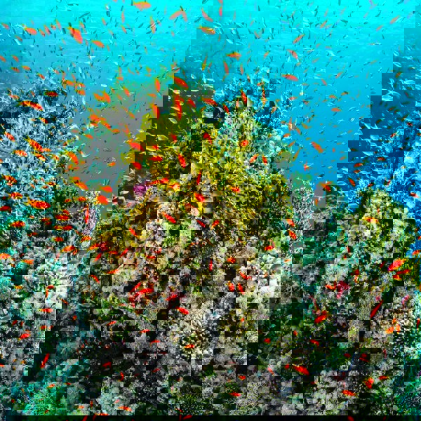 Koralrev som man kan se ved at dykke i Belize