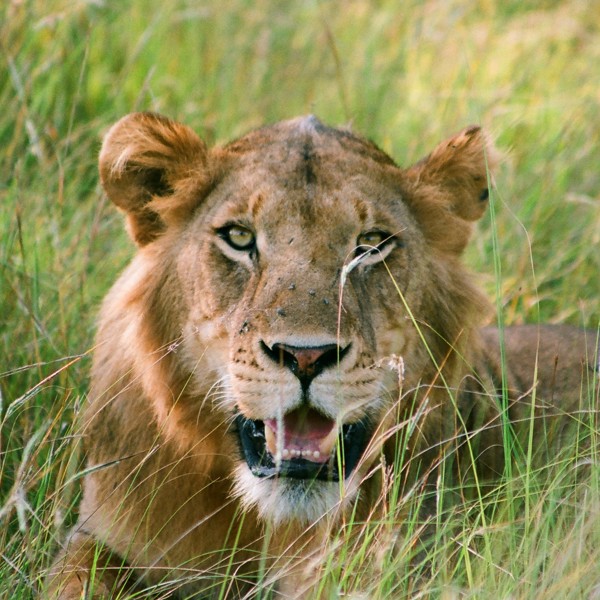 Stor hanløve med ordentlige bisser, Uganda