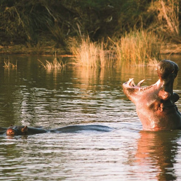 Uganda - Lake Mburo - Hippo