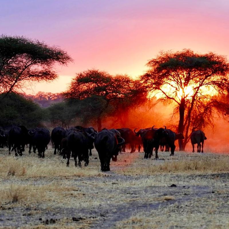 I:\AXUMIMAGES\Afrika\Tanzania\Tarangire\Sunset