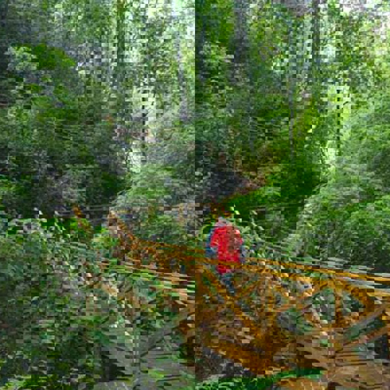 Vandr rundt i Guatemalas regnskove og oplev unik natur