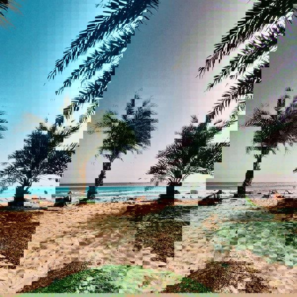 Palmerne skyder op på strandene i Sal Rei