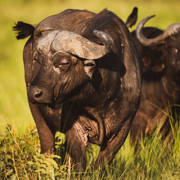 Queen Elisabeth National Park - Buffalo