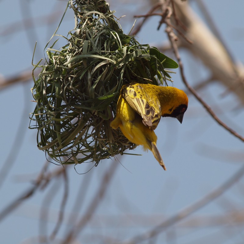 I:\AXUMIMAGES\Afrika\Namibia\Etosha\Der er flotte fugle i Etosha, Namibia