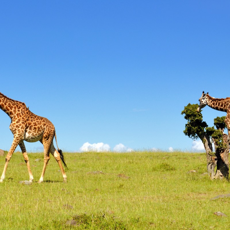 To giraffer på savannen, Masai Mara, Kenya