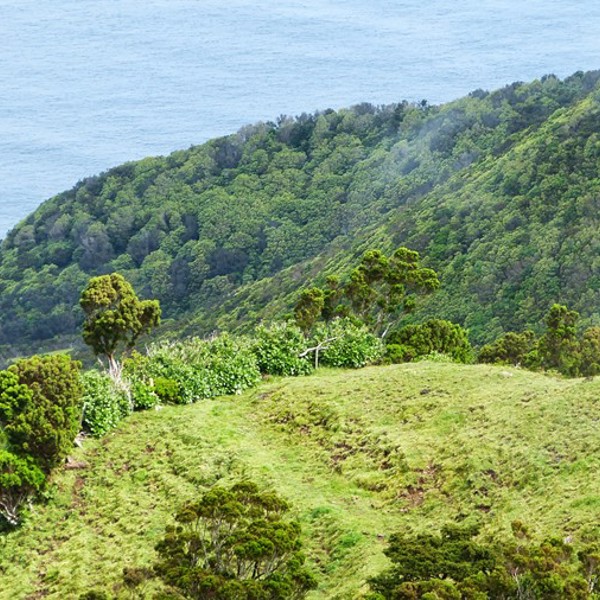 Kvæg på en bakketop ud til havet på Sao Jorge