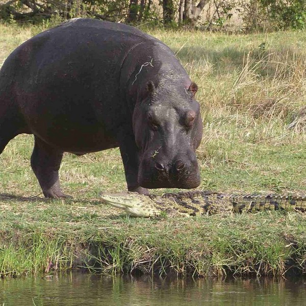 Flodhest ved vandbred