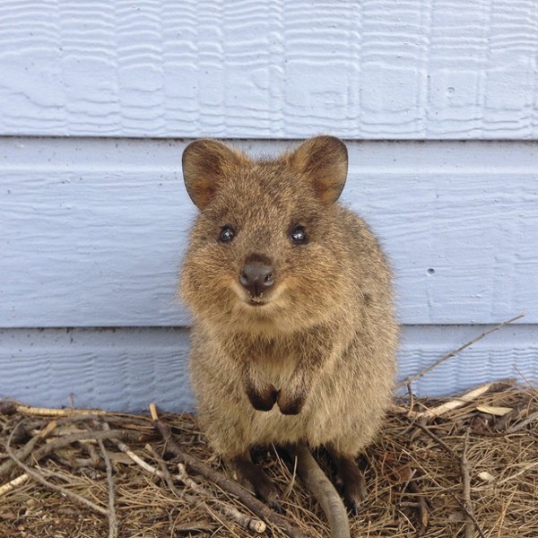 Quokkaen er måske verdens gladeste dyr, Rottnest Island, Perth, Australien