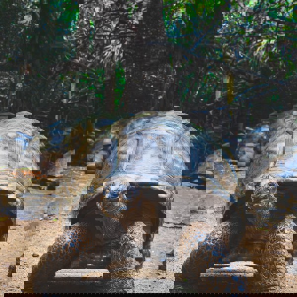 Galapagos - Baltra - Skildpadde