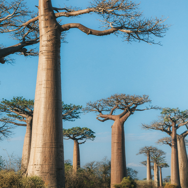 Store baobabtræer i dagslys