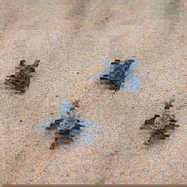 Havskildpadder der finder sin vej mod havet i Nicaragua