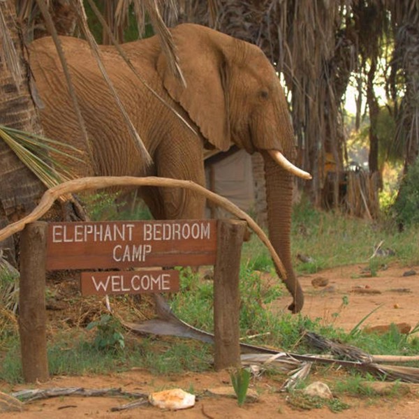 Velkommen til Elephant Bedroom Camp, Kenya