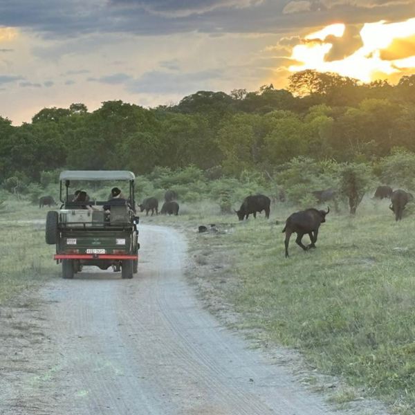 Hwange Safari