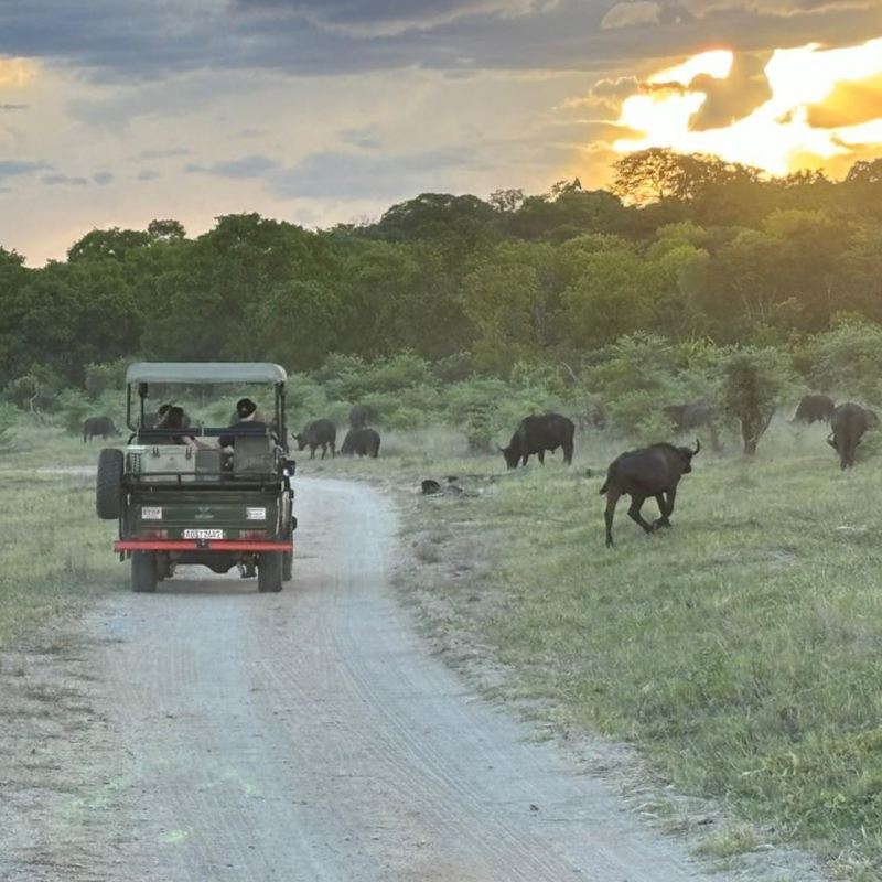 Hwange safari