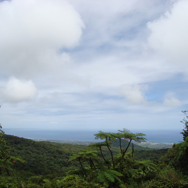 Udsigt over det frodige Guadeloupe