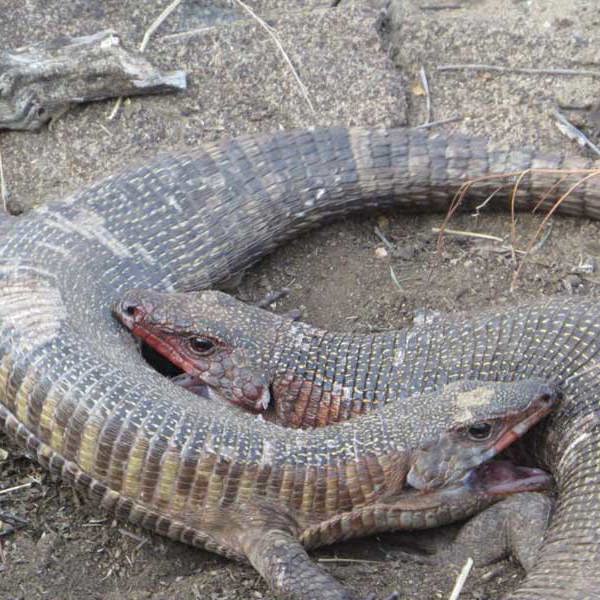 Varaner ved Simbavati