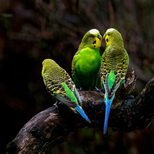 Rejser til Port Douglas