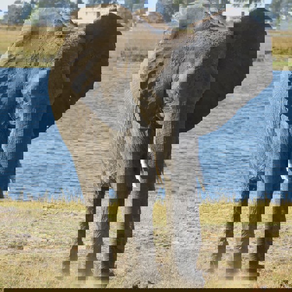 Botswana - Chobe Nationapark - Elefant