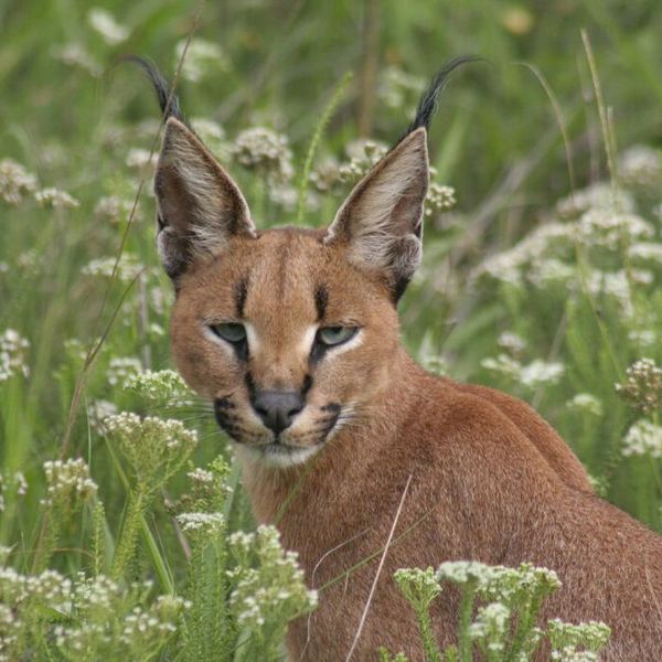 Karakal/los i Kariega