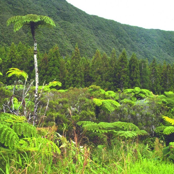 La Reunion