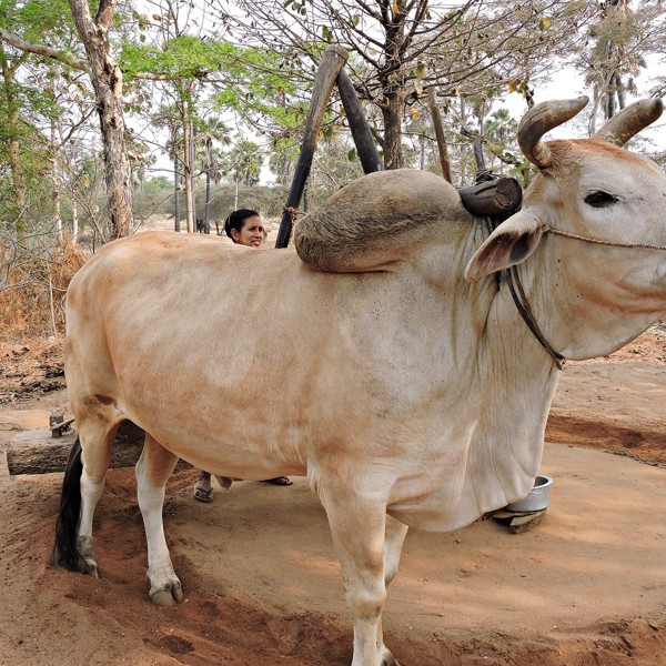 Arbejdsdyr, Kalaw, Myanmar