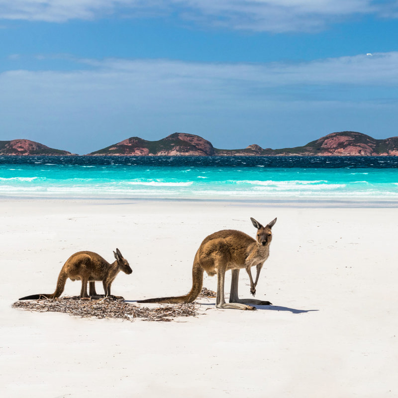 Kænguruer på hvid sandstrand, Australien
