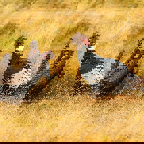 Antisana Nationalpark - Ecuador