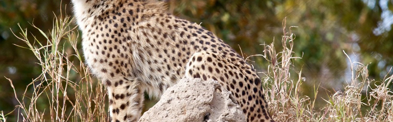 Gepard, Endangered Species Centre, Hoedspruit, Sydafrika
