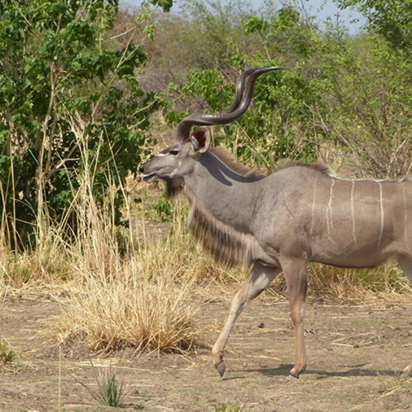 Stolt impala holder hovedet højt
