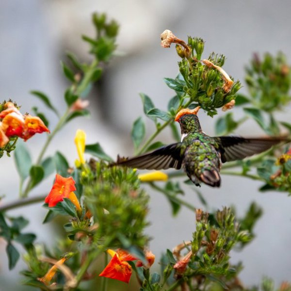 Rejser til San Gerardo de Dota