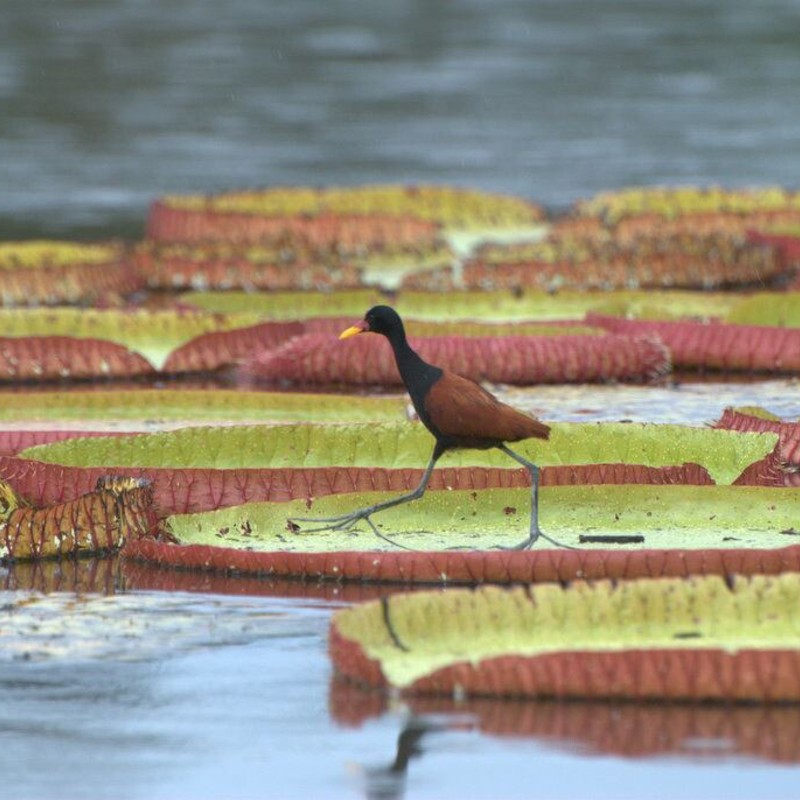 Karanambu HPond 3 Jacana Jun 22, 2010 8-10 Wilderness explorer (1)