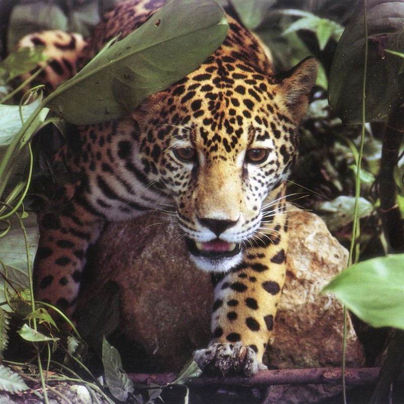 Jaguar