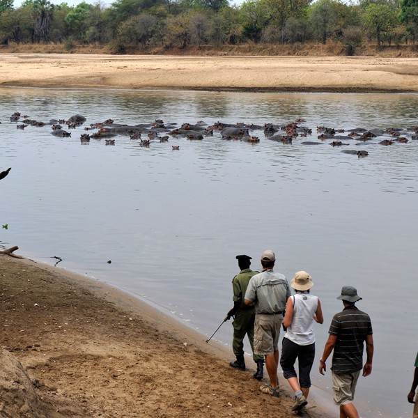 Walking safari med udsigt til flodheste, Mwaleshi Lodge, North Luangwa, Zambia