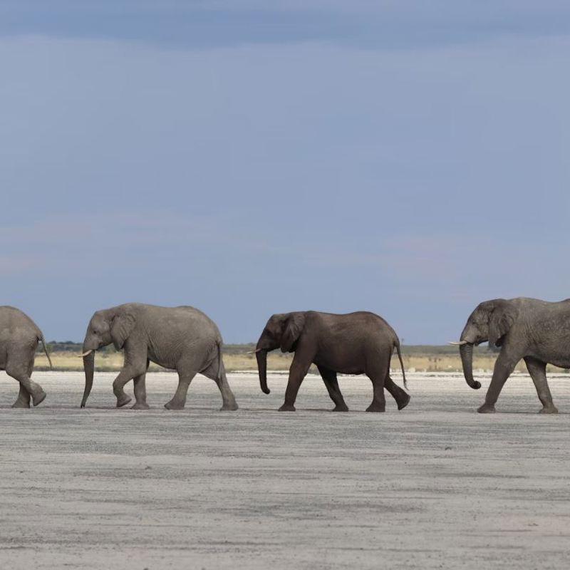 I:\AXUMIMAGES\Afrika\Botswana\Pakker\Green season safari\4 elefanter pĂĄ stribe