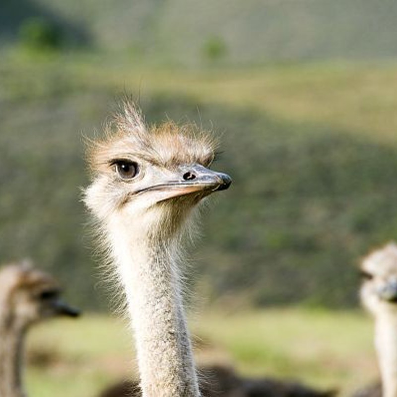 Strudse, Oudtshoorn, Sydafrika