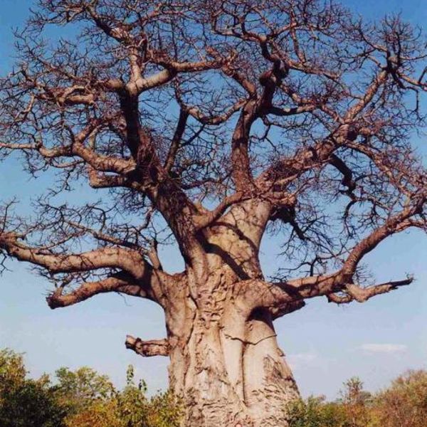 Central Kalahari Game Reserve