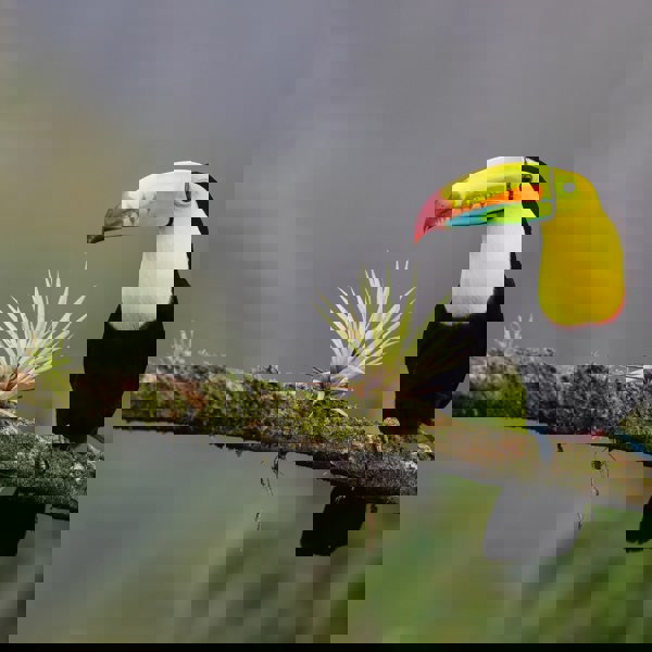 fugletur, Queztal Costa Rica