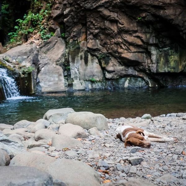 La Libertad - vandfald og hund