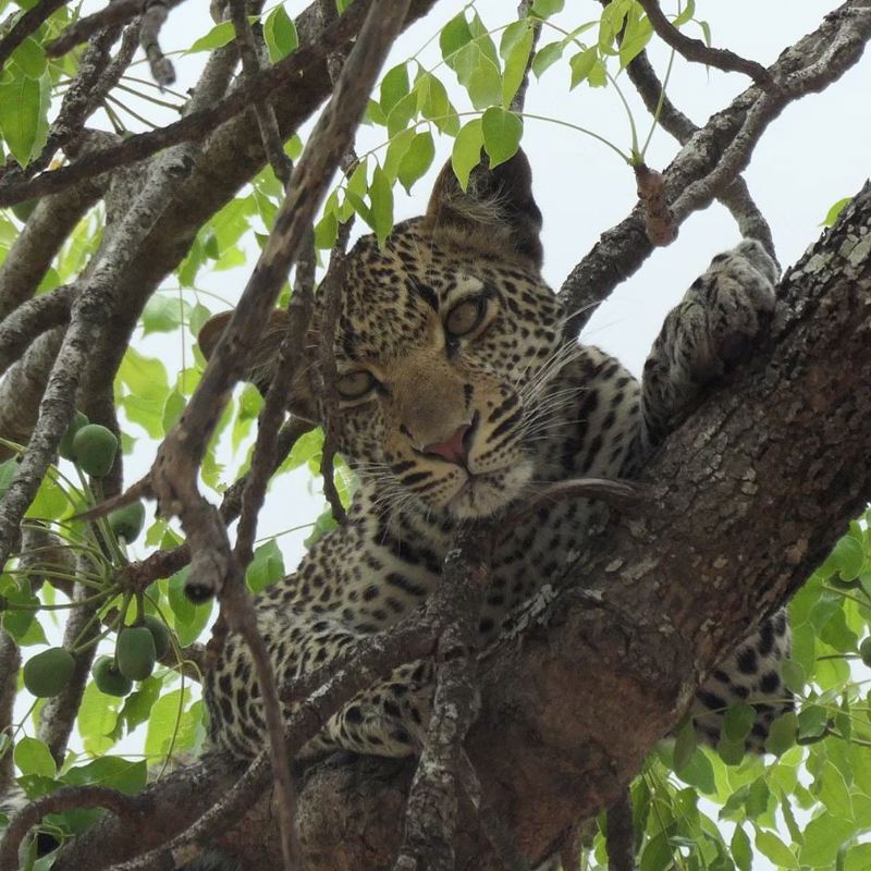 I:\AXUMIMAGES\Afrika\Tanzania\Mikumi\Leopard